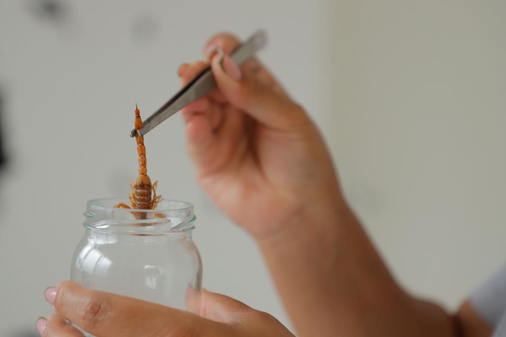 Barueri alerta sobre aumento de acidentes peçonhentos no verão