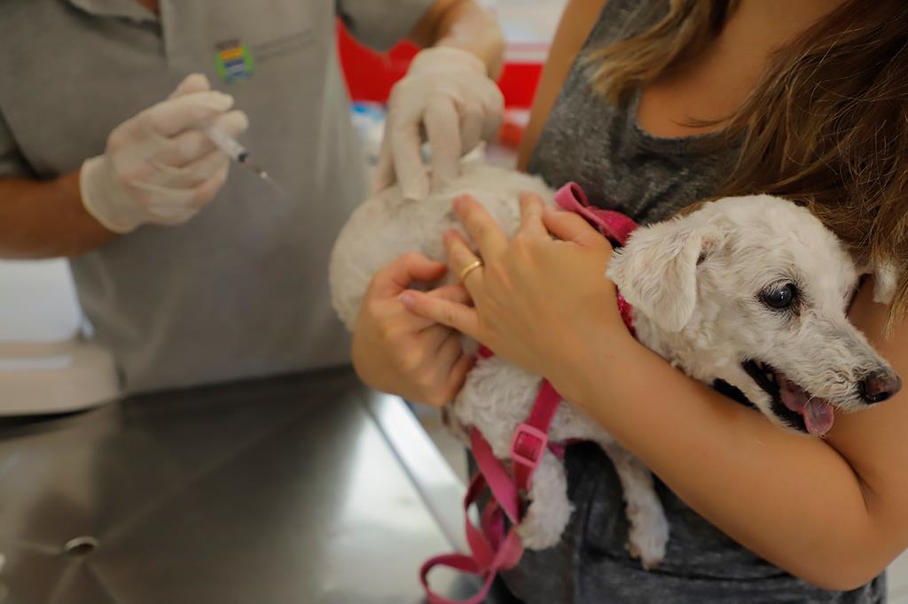 DTCZ a postos para vacinar os pets contra a raiva