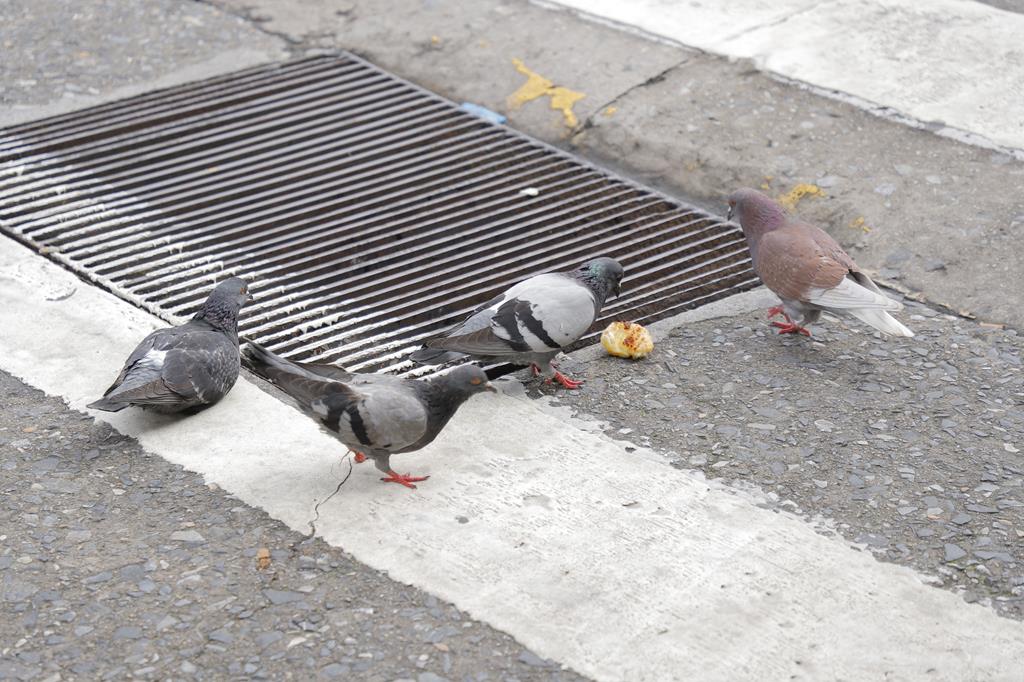 Prefeitura de Barueri orienta cidadãos a evitar alimentar pombos em áreas públicas